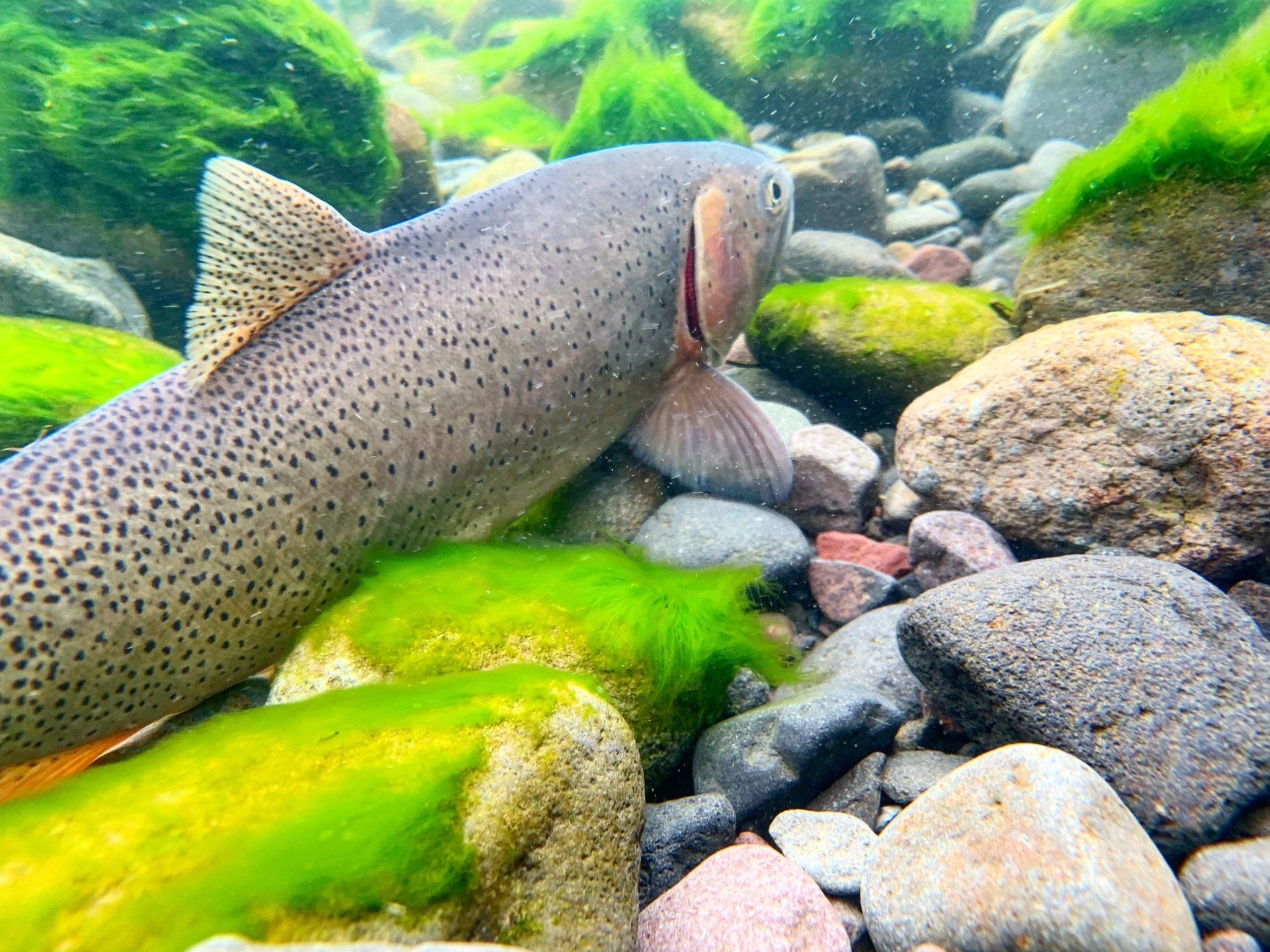 brown trout, cutthroat trout, fly fishing, guiding, Wyoming, dry flies