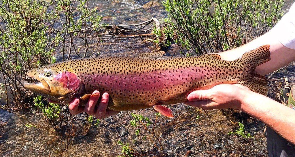 brown trout, cutthroat trout, fly fishing, guiding, Wyoming, dry flies, rainbow trout