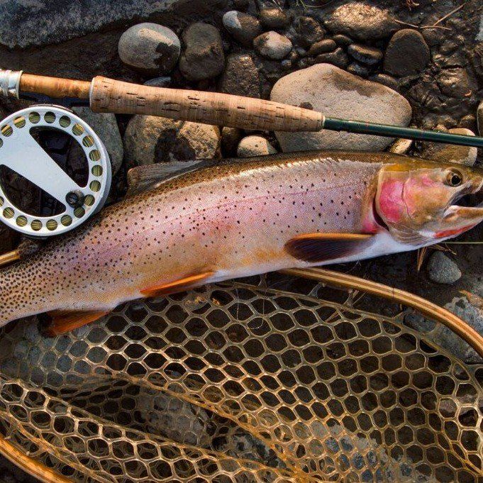brown trout, cutthroat trout, fly fishing, guiding, Wyoming, dry flies, rainbow trout