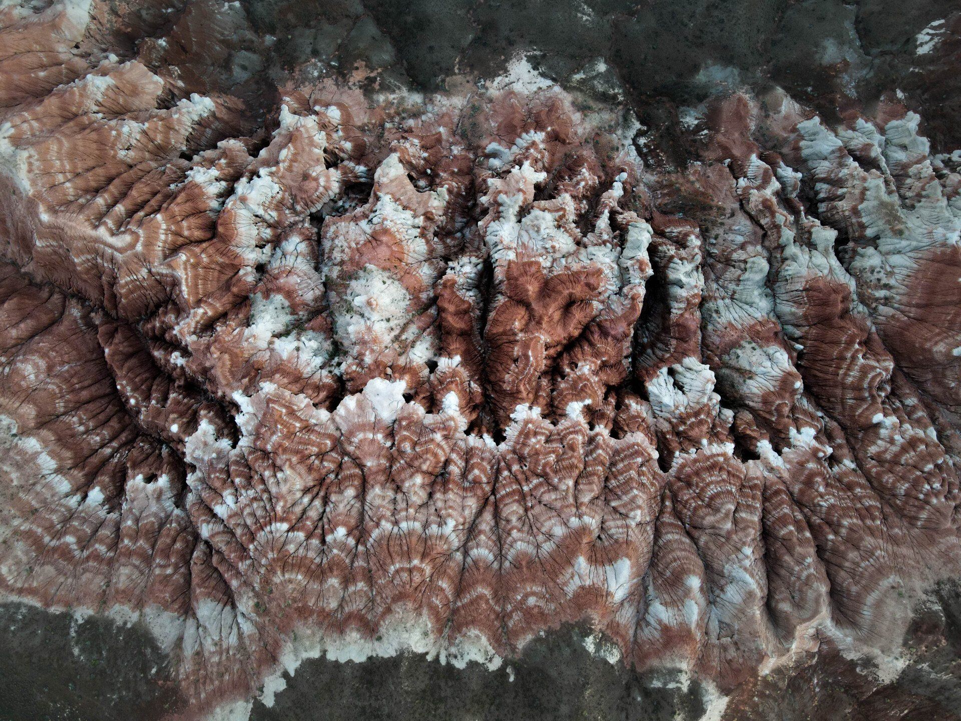 brown trout, cutthroat trout, fly fishing, guiding, Wyoming, dry flies