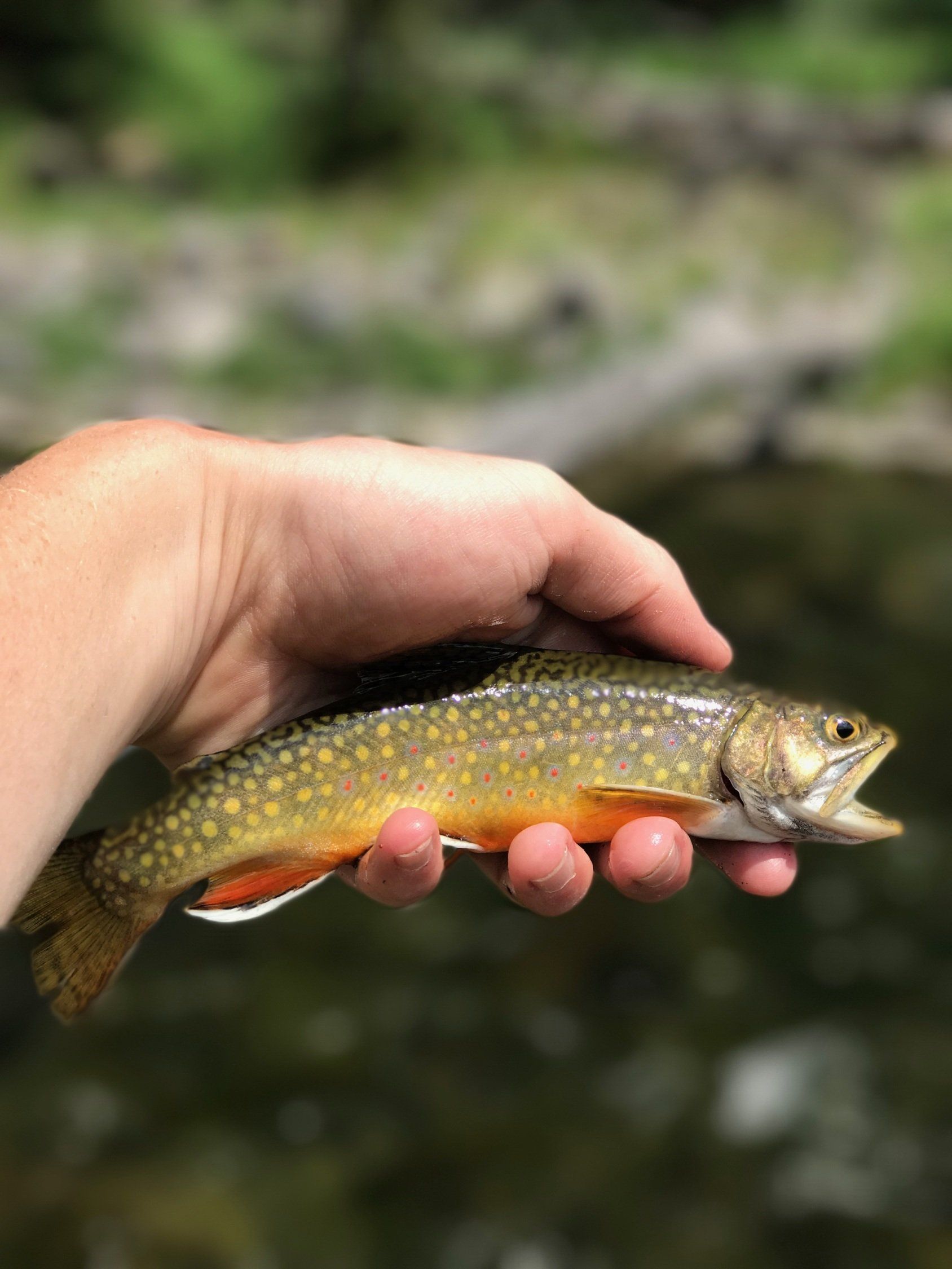 brown trout, cutthroat trout, fly fishing, guiding, Wyoming, dry flies, rainbow trout
