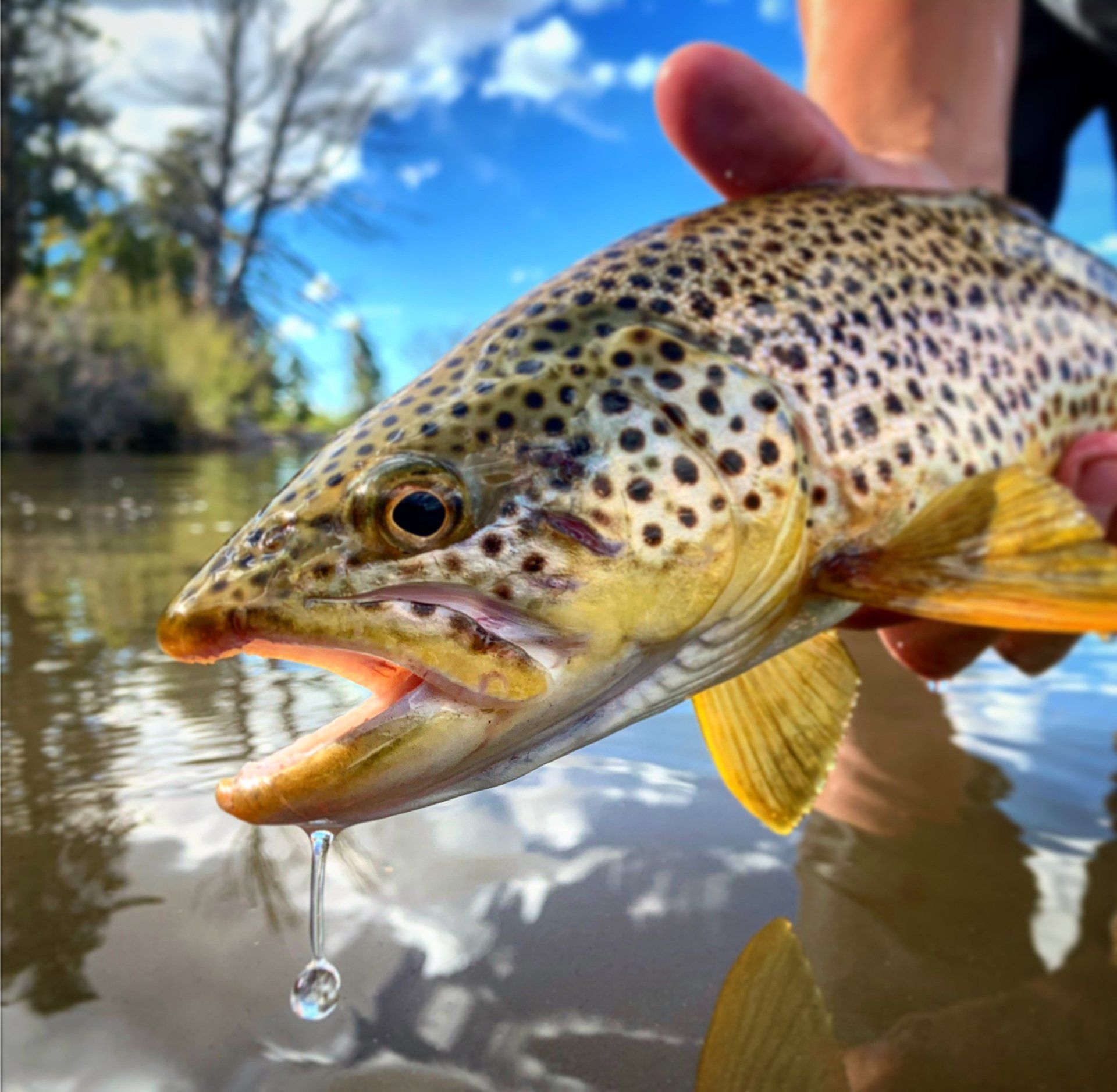 brown trout, cutthroat trout, fly fishing, guiding, Wyoming, dry flies