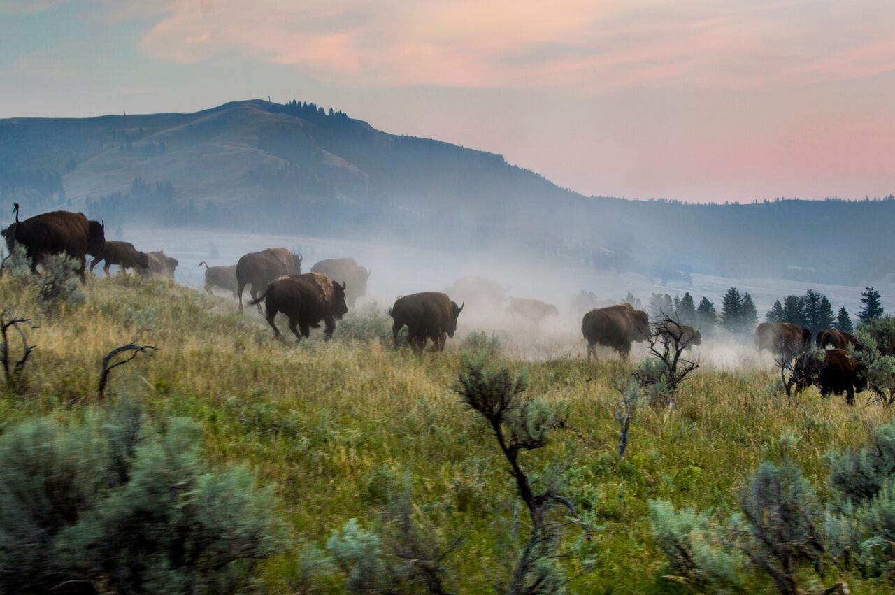 brown trout, cutthroat trout, fly fishing, guiding, Wyoming, dry flies
