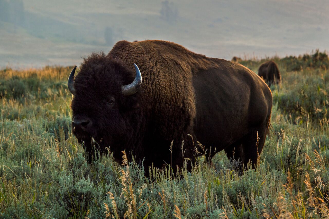 brown trout, cutthroat trout, fly fishing, guiding, Wyoming, dry flies, rainbow trout