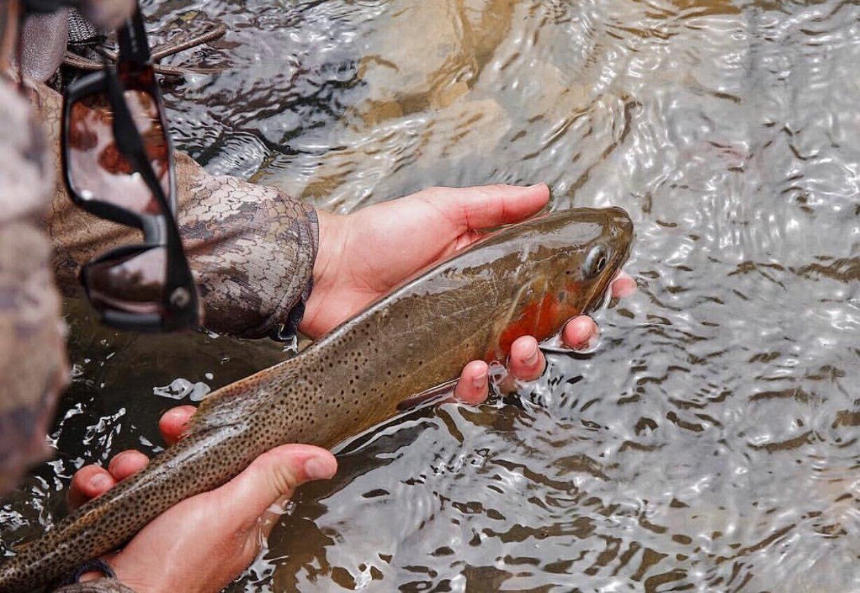 brown trout, cutthroat trout, fly fishing, guiding, Wyoming, dry flies, rainbow trout