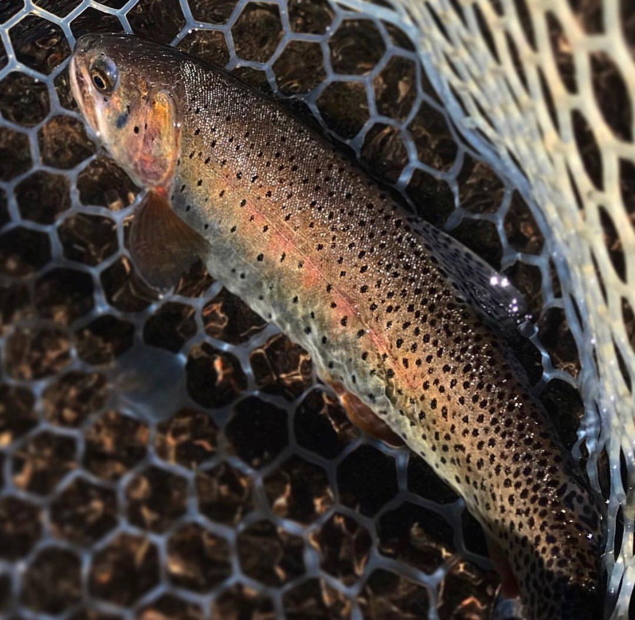 brown trout, cutthroat trout, fly fishing, guiding, Wyoming, dry flies, rainbow trout