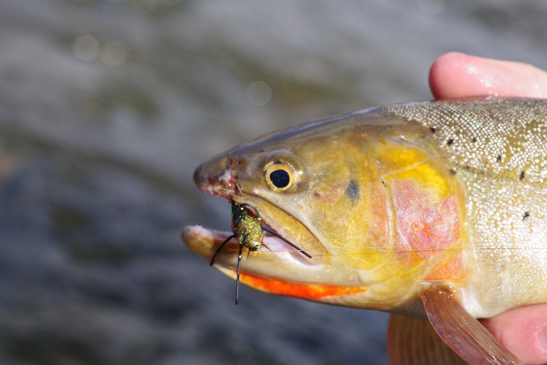 brown trout, cutthroat trout, fly fishing, guiding, Wyoming, dry flies, rainbow trout