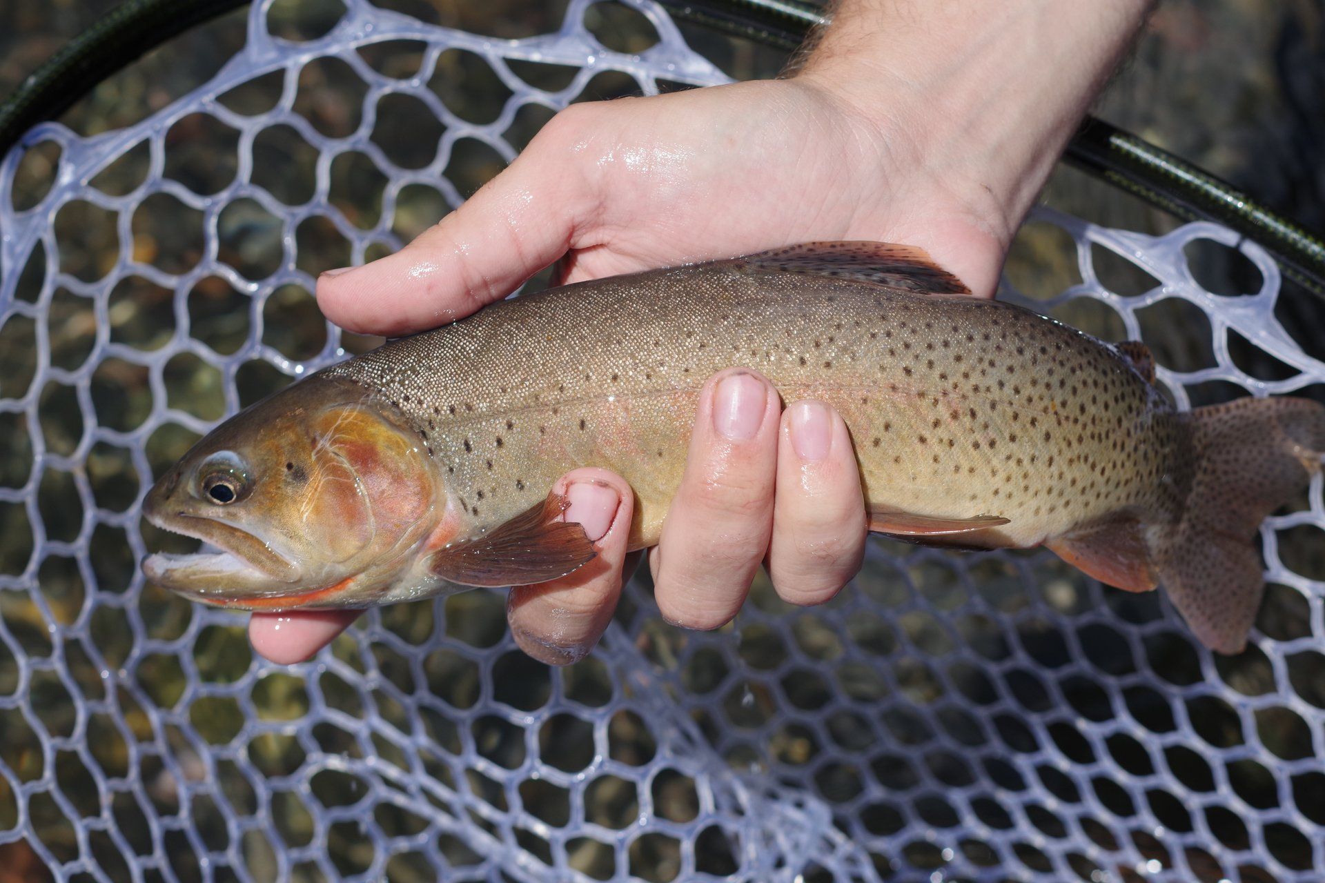 brown trout, cutthroat trout, fly fishing, guiding, Wyoming, dry flies, rainbow trout