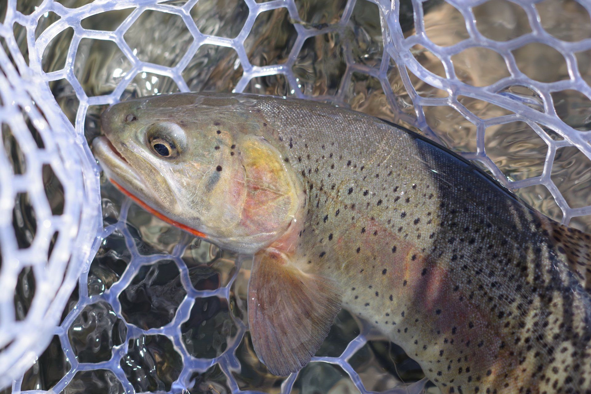 brown trout, cutthroat trout, fly fishing, guiding, Wyoming, dry flies, rainbow trout