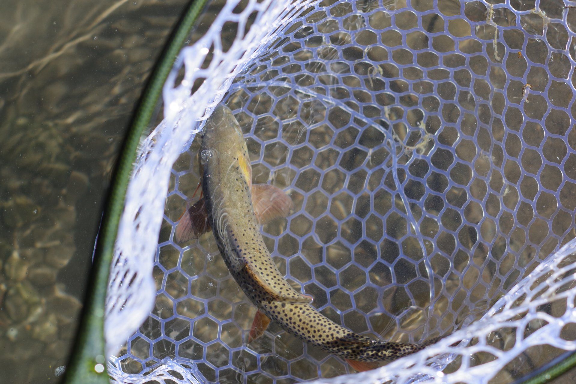 brown trout, cutthroat trout, fly fishing, guiding, Wyoming, dry flies, rainbow trout