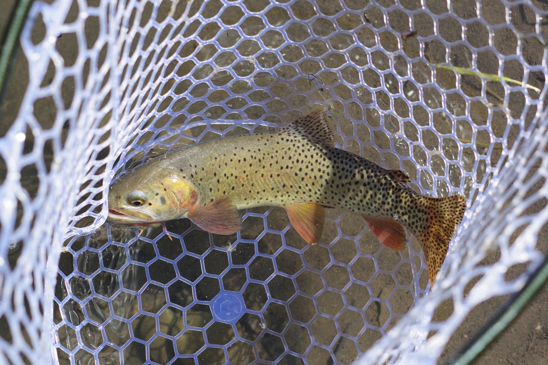 brown trout, cutthroat trout, fly fishing, guiding, Wyoming, dry flies, rainbow trout