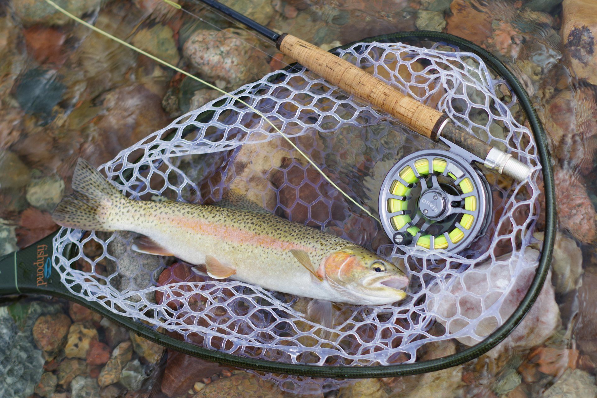 brown trout, cutthroat trout, fly fishing, guiding, Wyoming, dry flies, rainbow trout