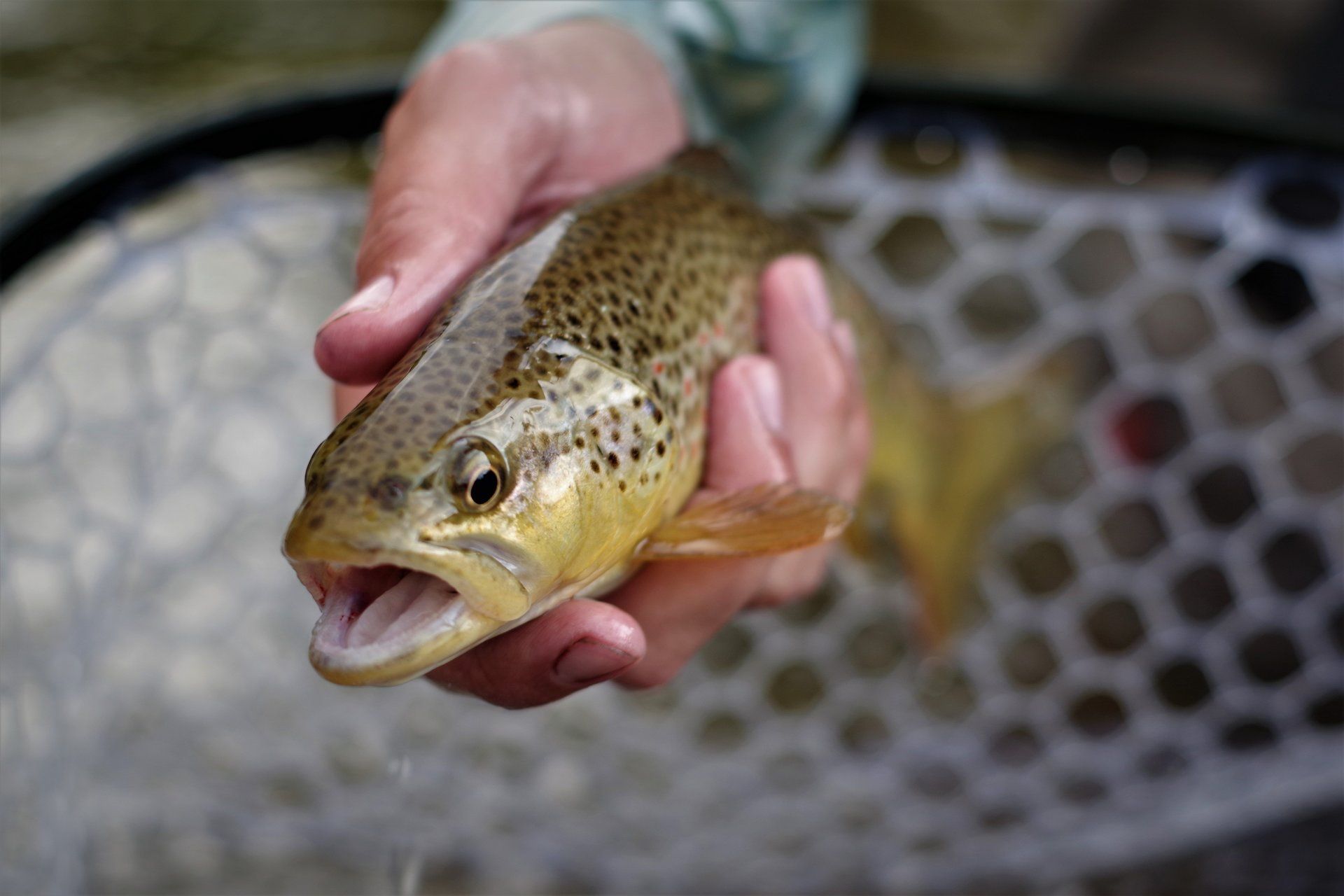 brown trout, cutthroat trout, fly fishing, guiding, Wyoming, dry flies, rainbow trout