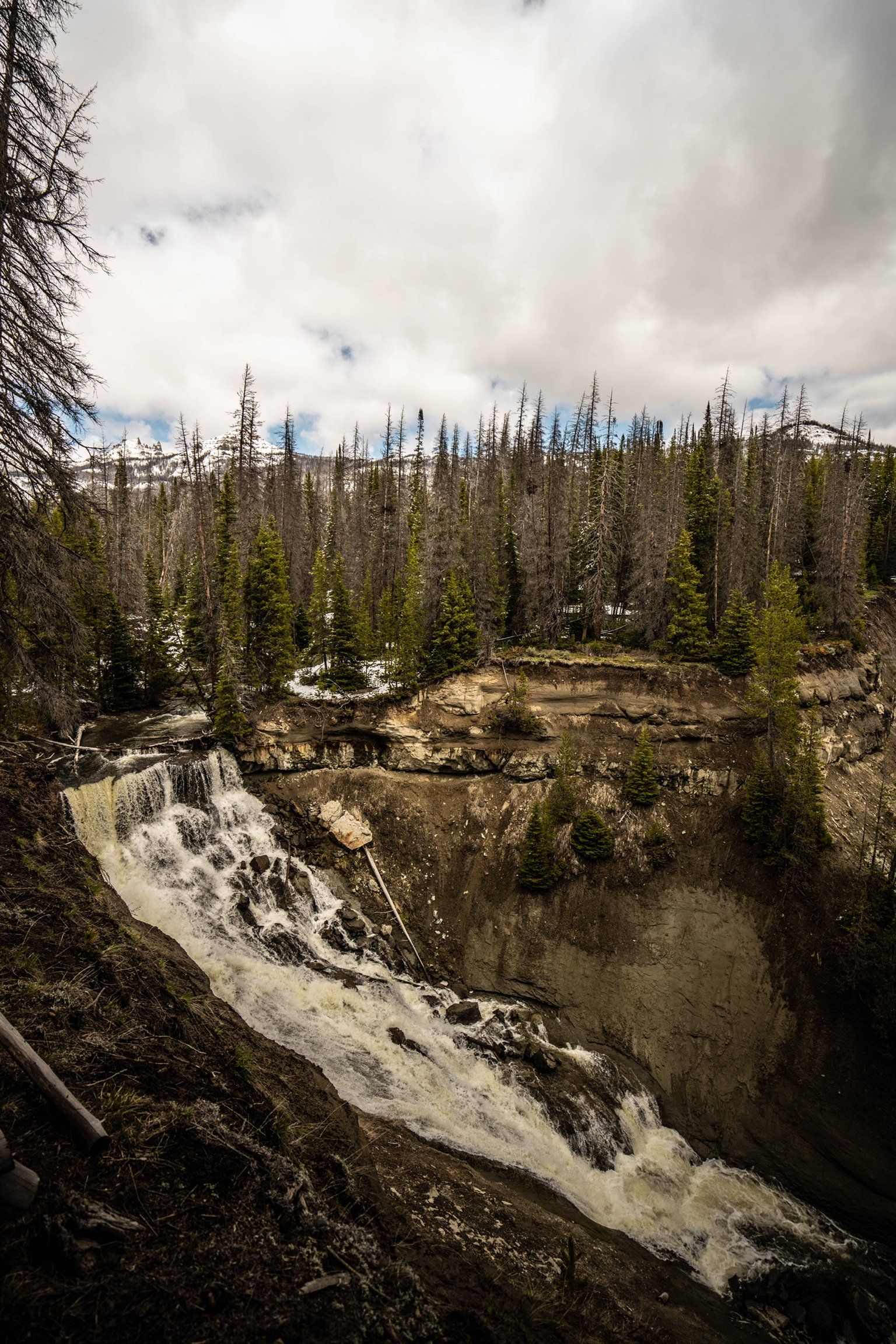 brown trout, cutthroat trout, fly fishing, guiding, Wyoming, dry flies