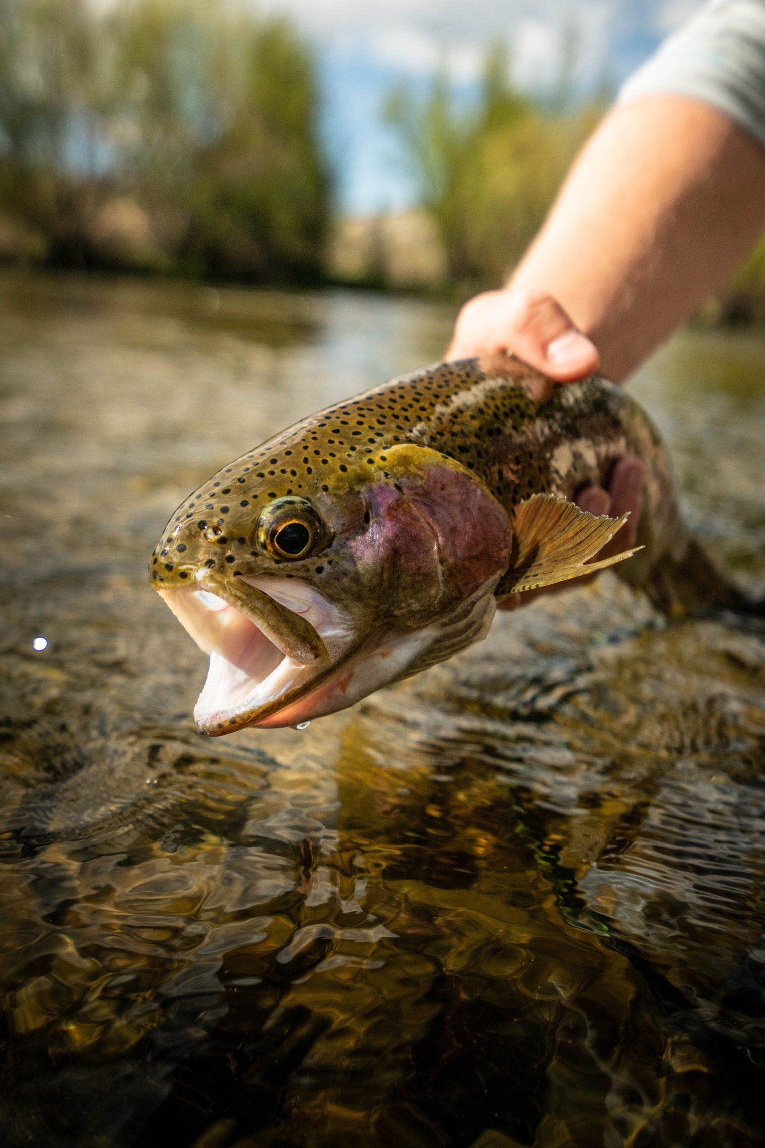 brown trout, cutthroat trout, fly fishing, guiding, Wyoming, dry flies