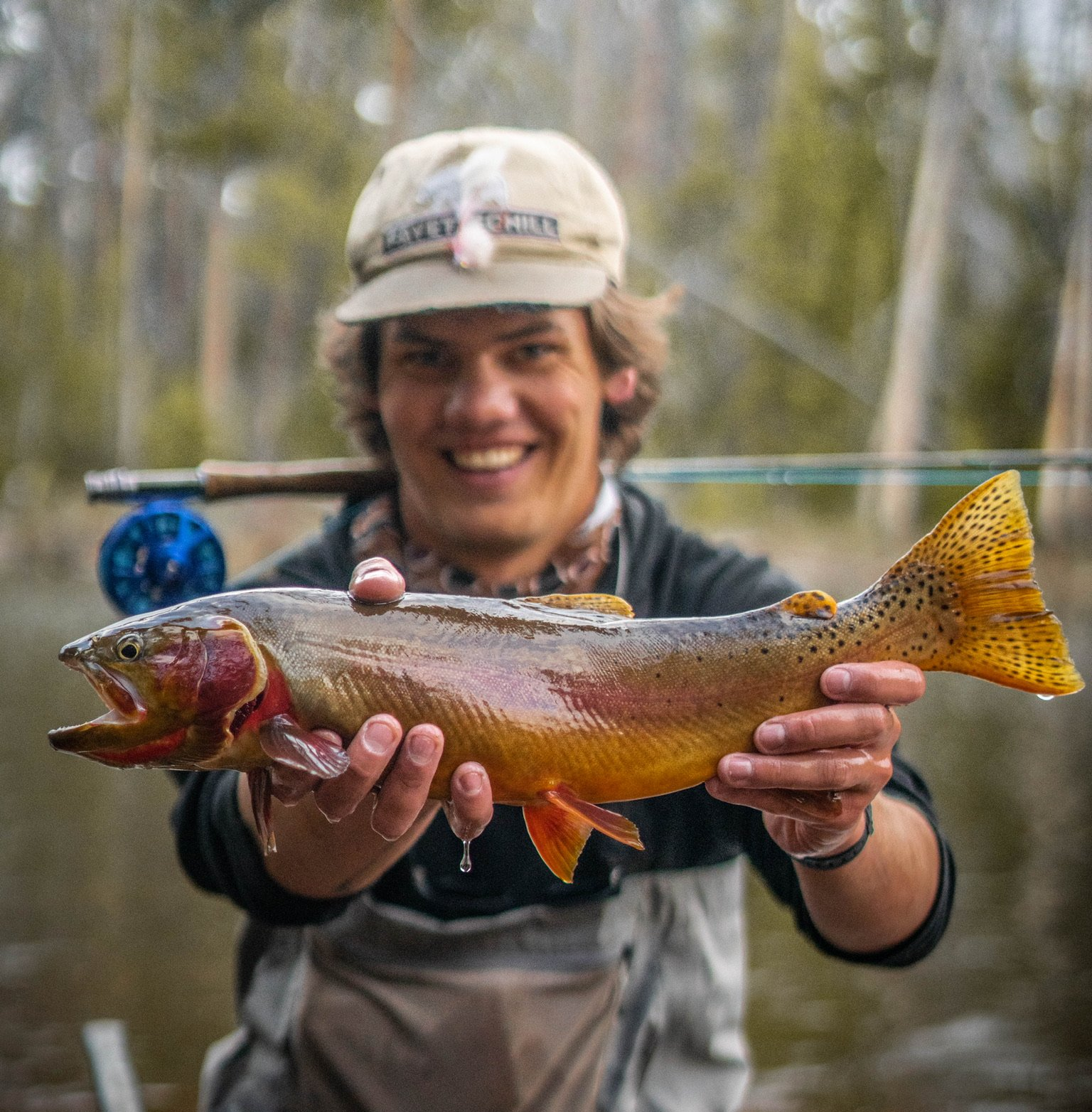 brown trout, cutthroat trout, fly fishing, guiding, Wyoming, dry flies