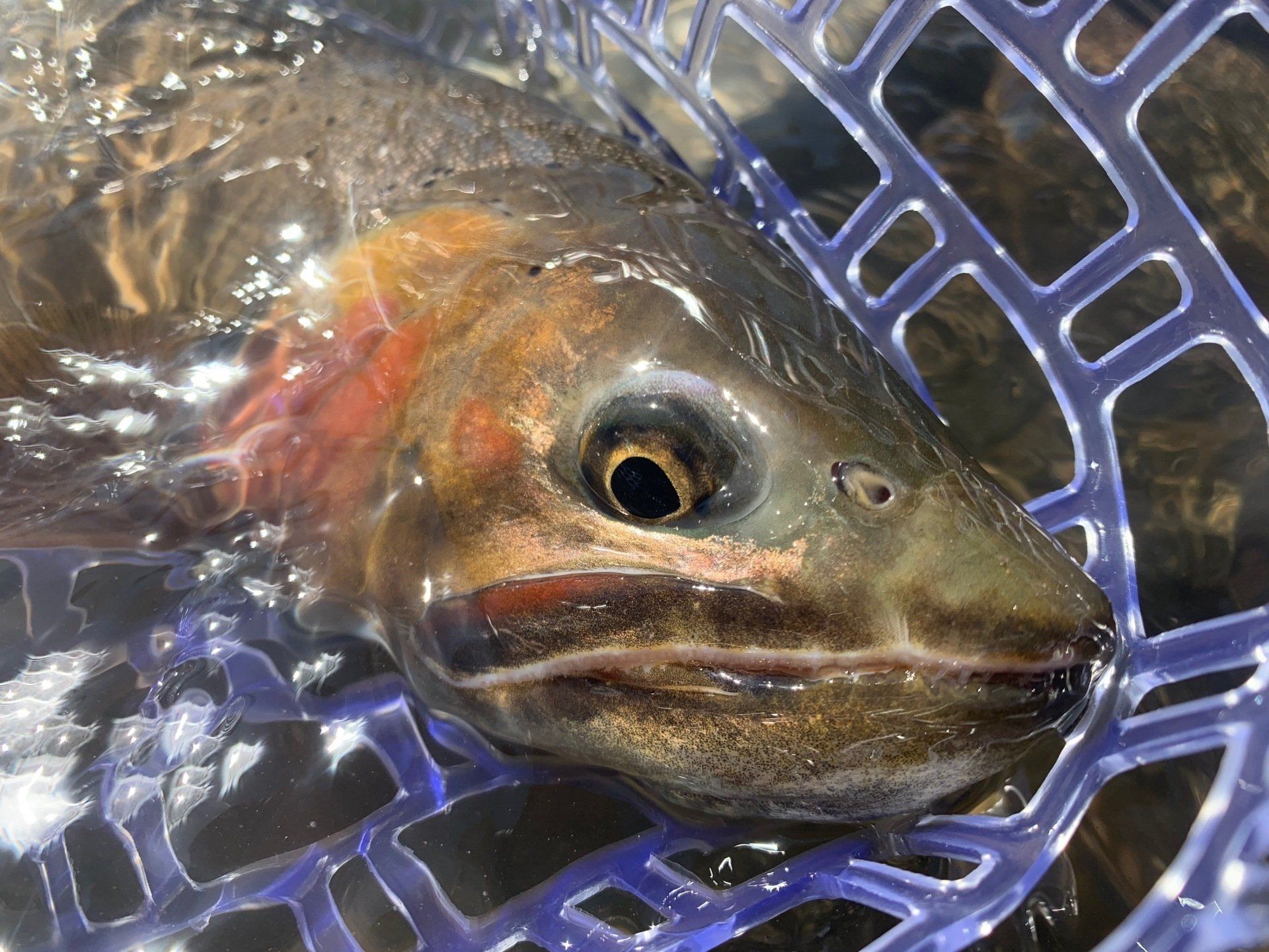 brown trout, cutthroat trout, fly fishing, guiding, Wyoming, dry flies, rainbow trout