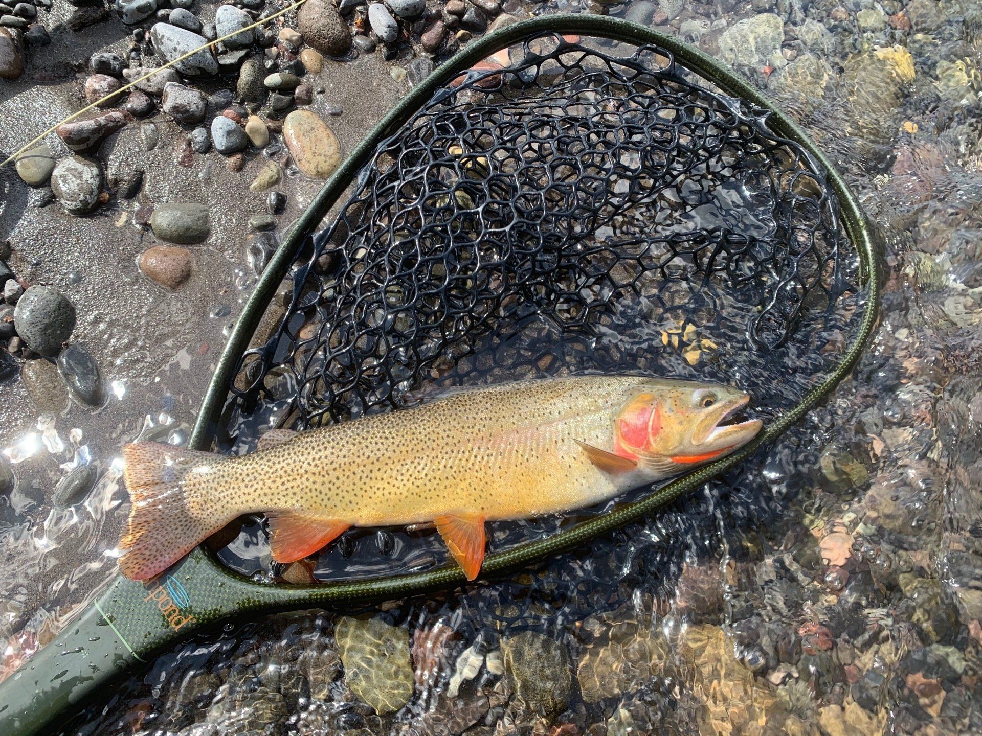 brown trout, cutthroat trout, fly fishing, guiding, Wyoming, dry flies