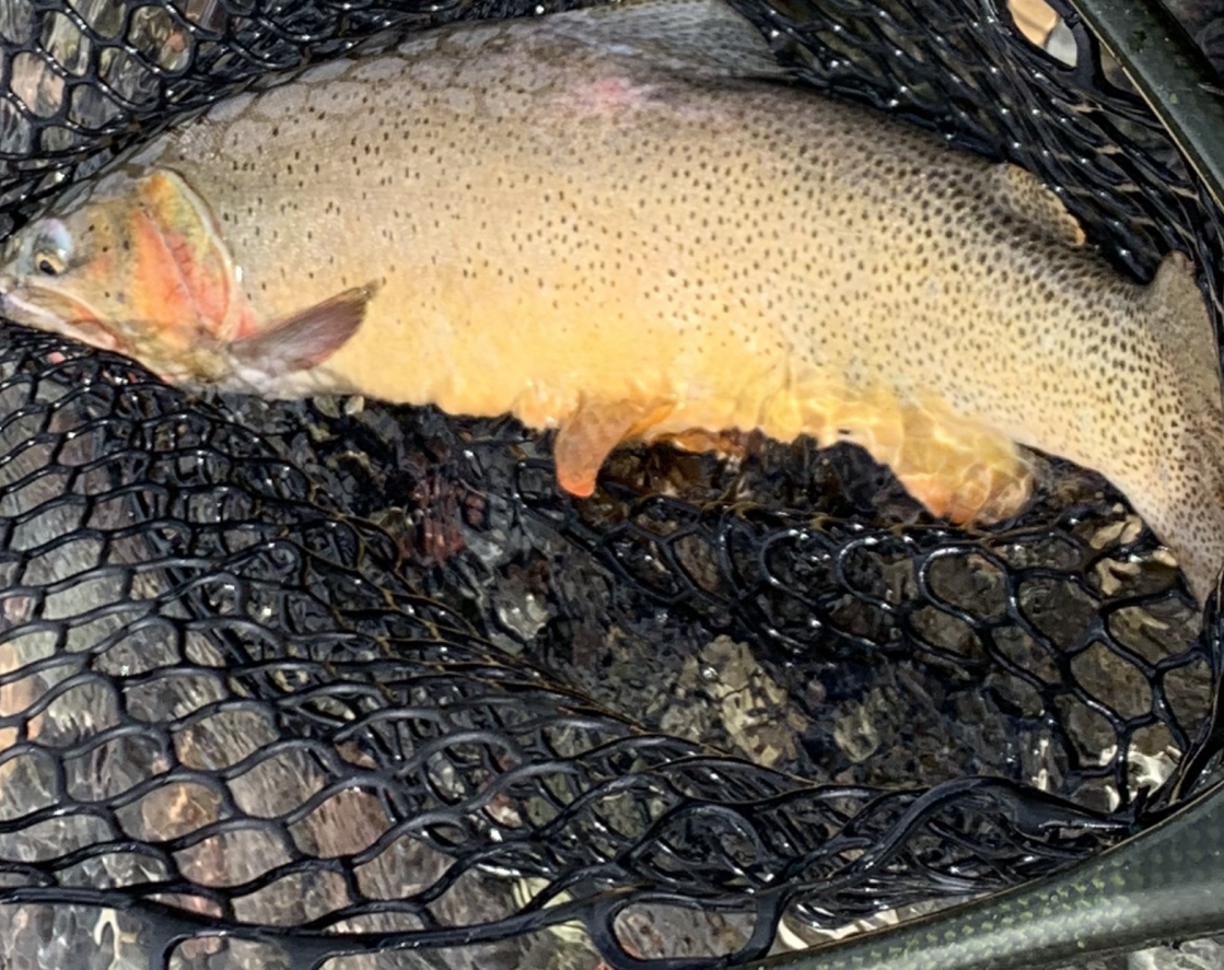 brown trout, cutthroat trout, fly fishing, guiding, Wyoming, dry flies, rainbow trout