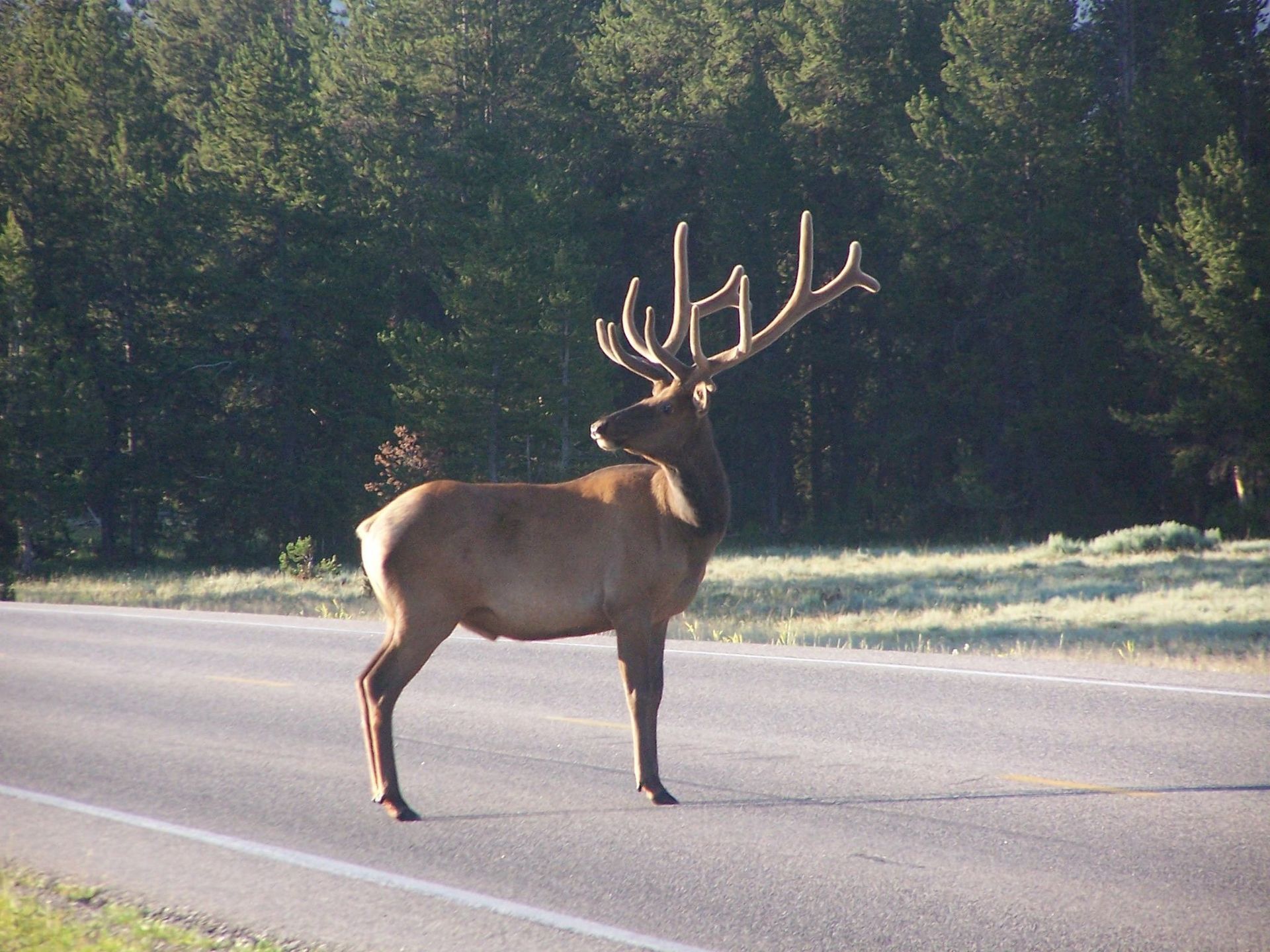 brown trout, cutthroat trout, fly fishing, guiding, Wyoming, dry flies, rainbow trout