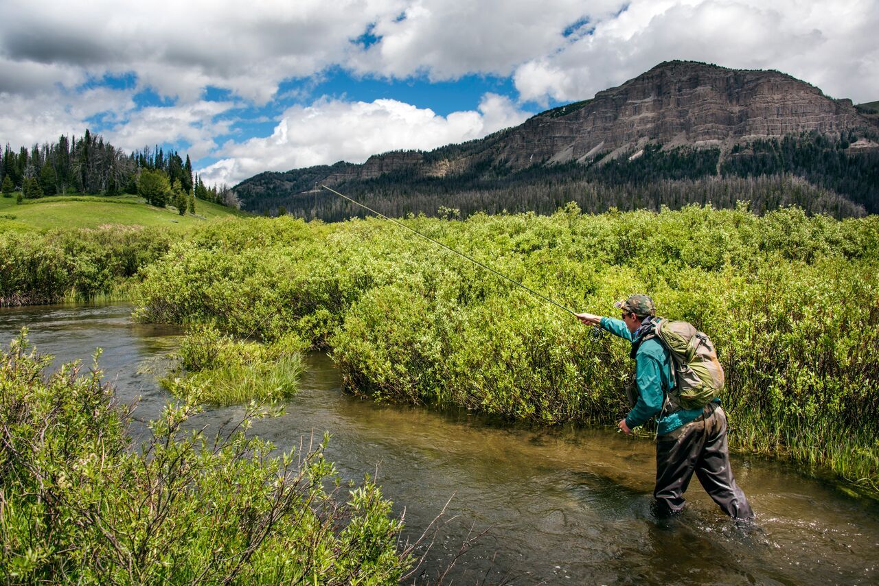 brown trout, cutthroat trout, fly fishing, guiding, Wyoming, dry flies, rainbow trout
