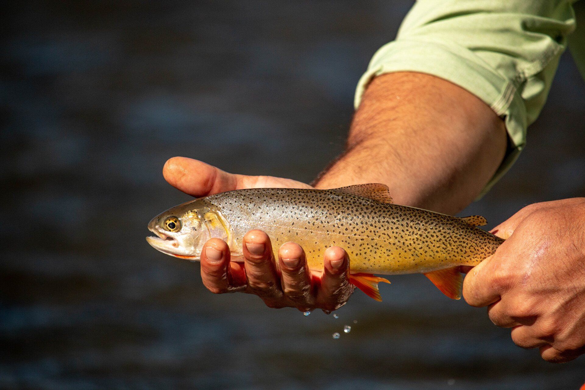 brown trout, cutthroat trout, fly fishing, guiding, Wyoming, dry flies