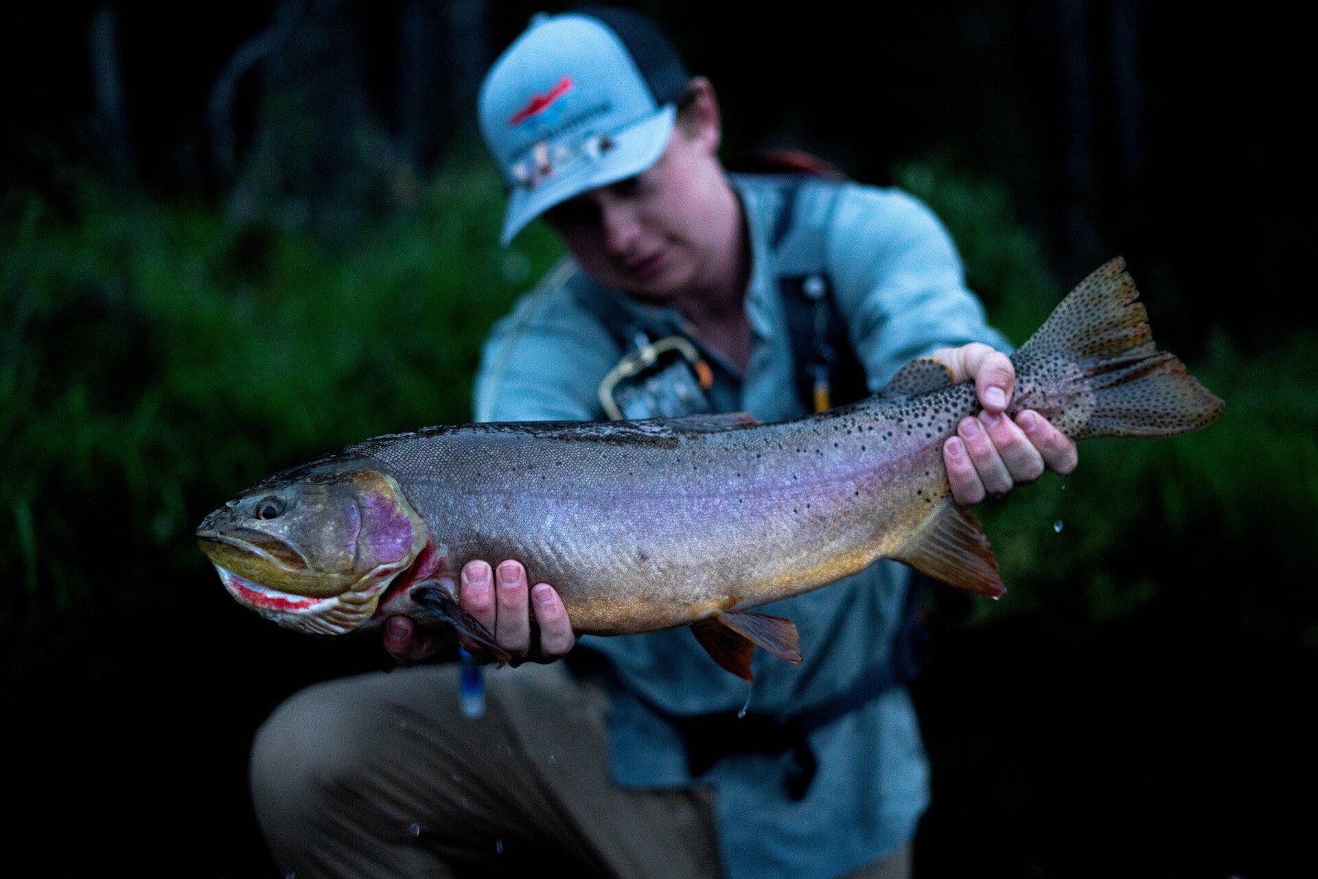 brown trout, cutthroat trout, fly fishing, guiding, Wyoming, dry flies