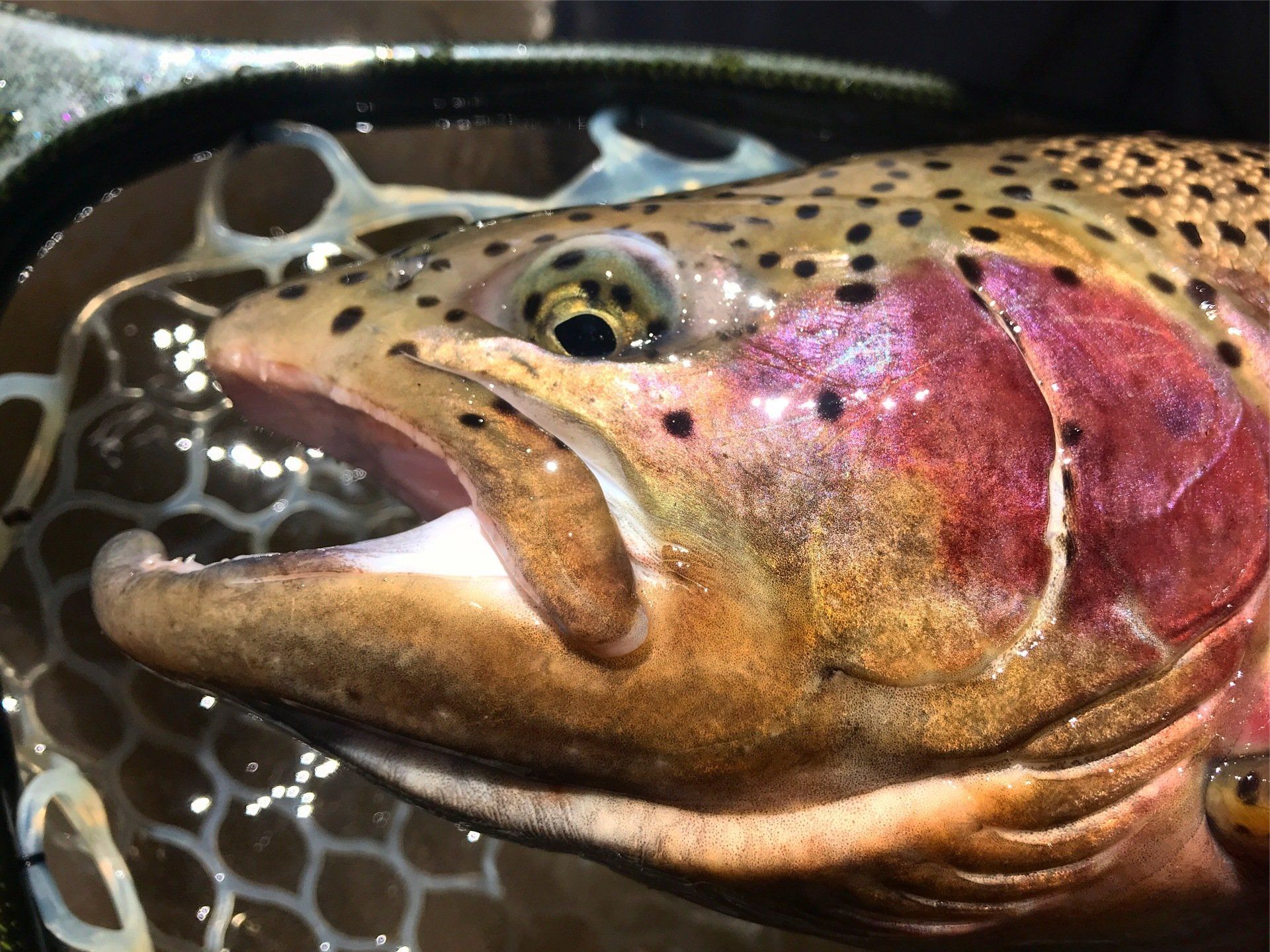 brown trout, cutthroat trout, fly fishing, guiding, Wyoming, dry flies
