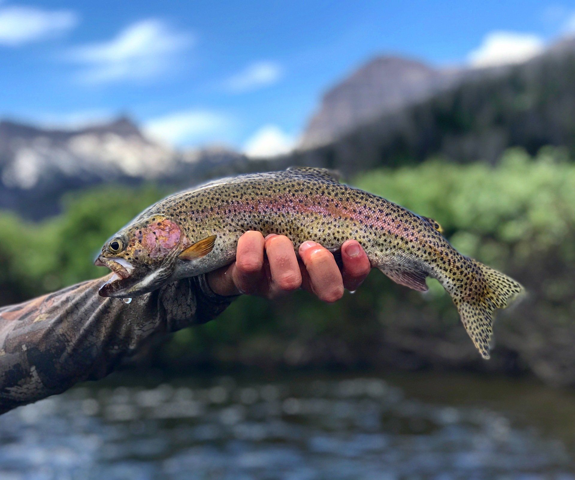 brown trout, cutthroat trout, fly fishing, guiding, Wyoming, dry flies
