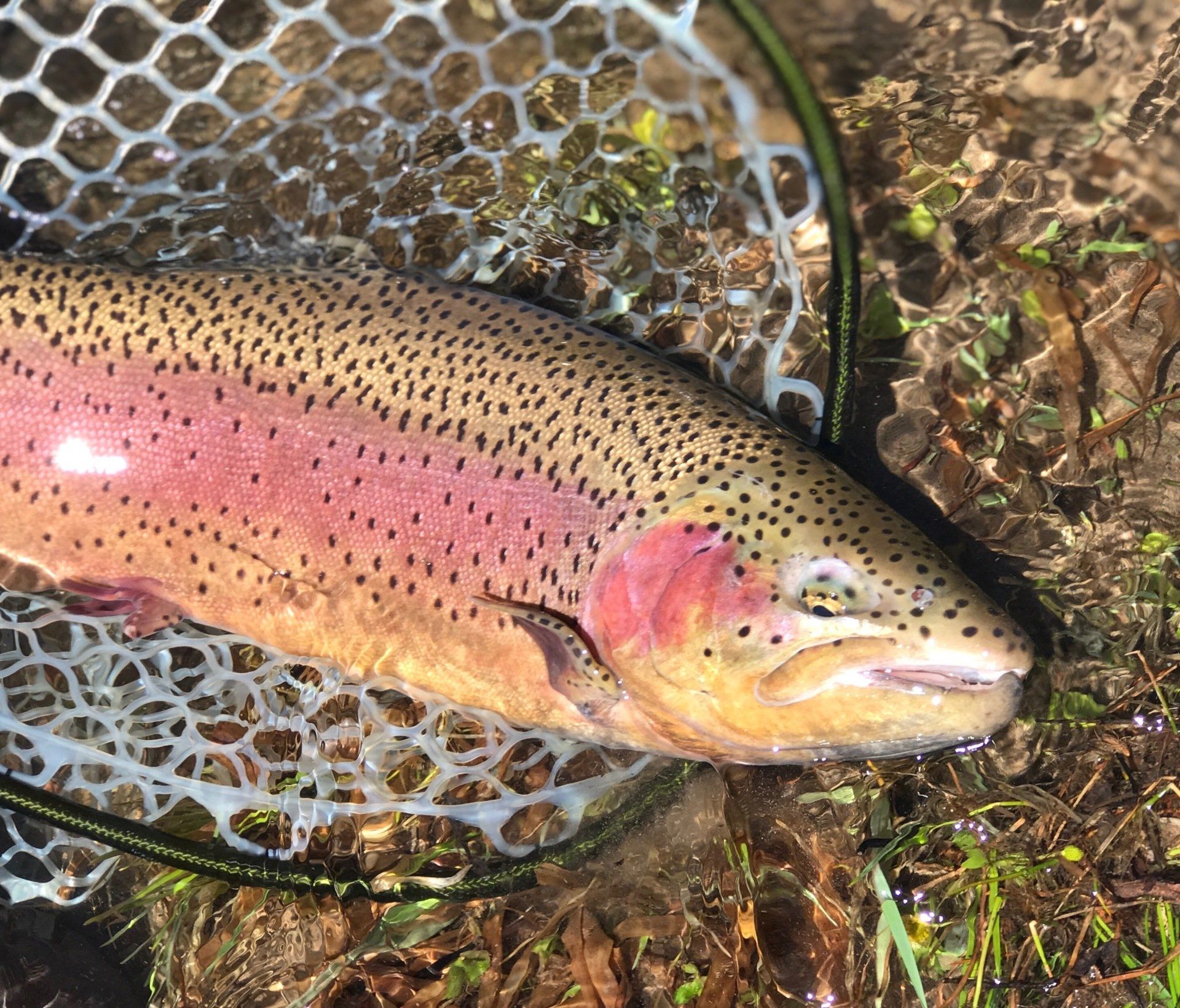 brown trout, cutthroat trout, fly fishing, guiding, Wyoming, dry flies, rainbow trout