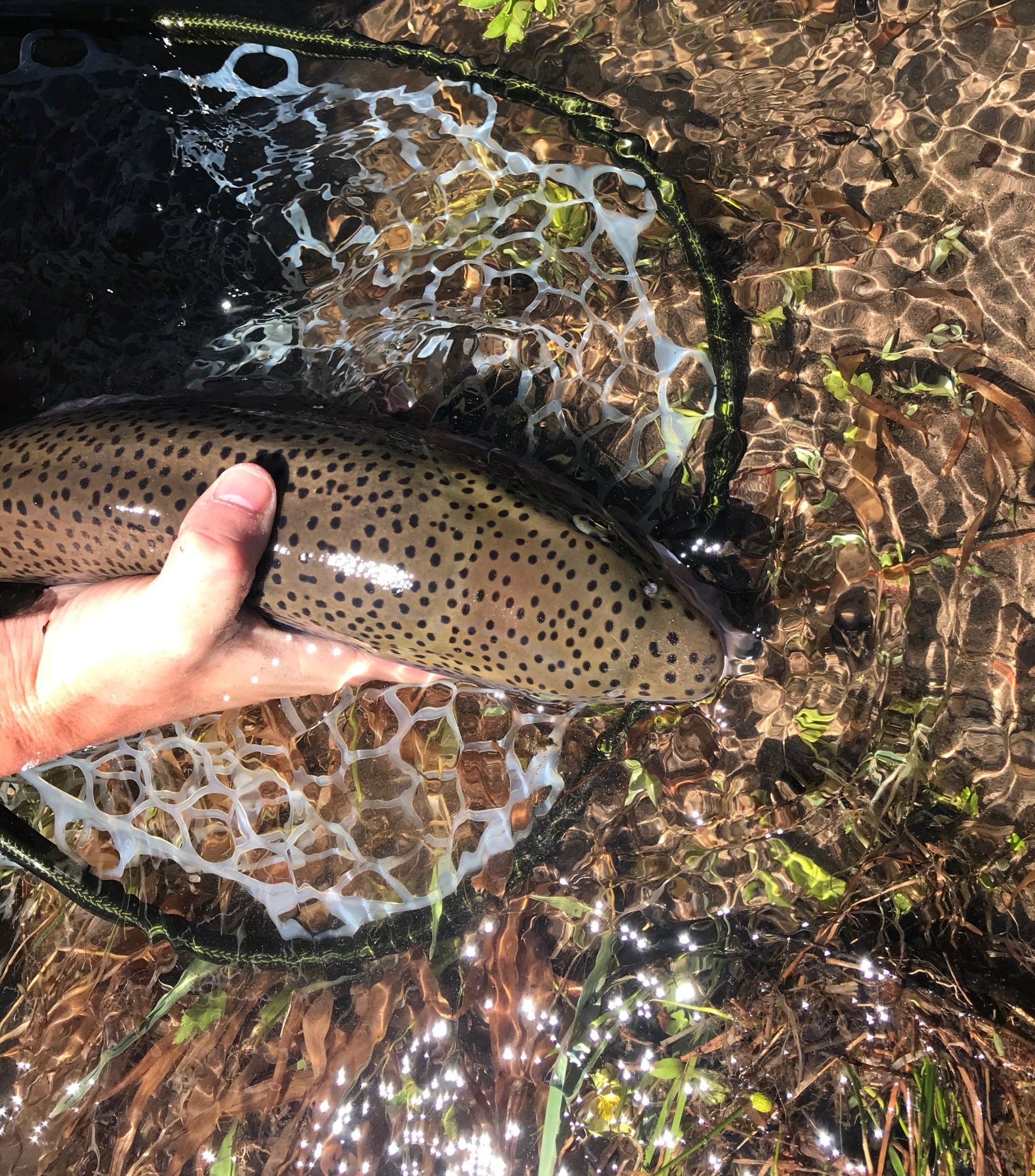 brown trout, cutthroat trout, fly fishing, guiding, Wyoming, dry flies, rainbow trout
