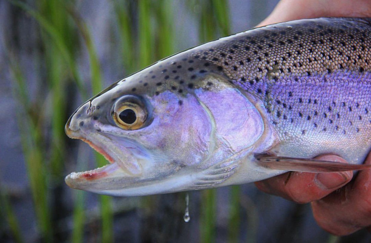 brown trout, cutthroat trout, fly fishing, guiding, Wyoming, dry flies, rainbow trout