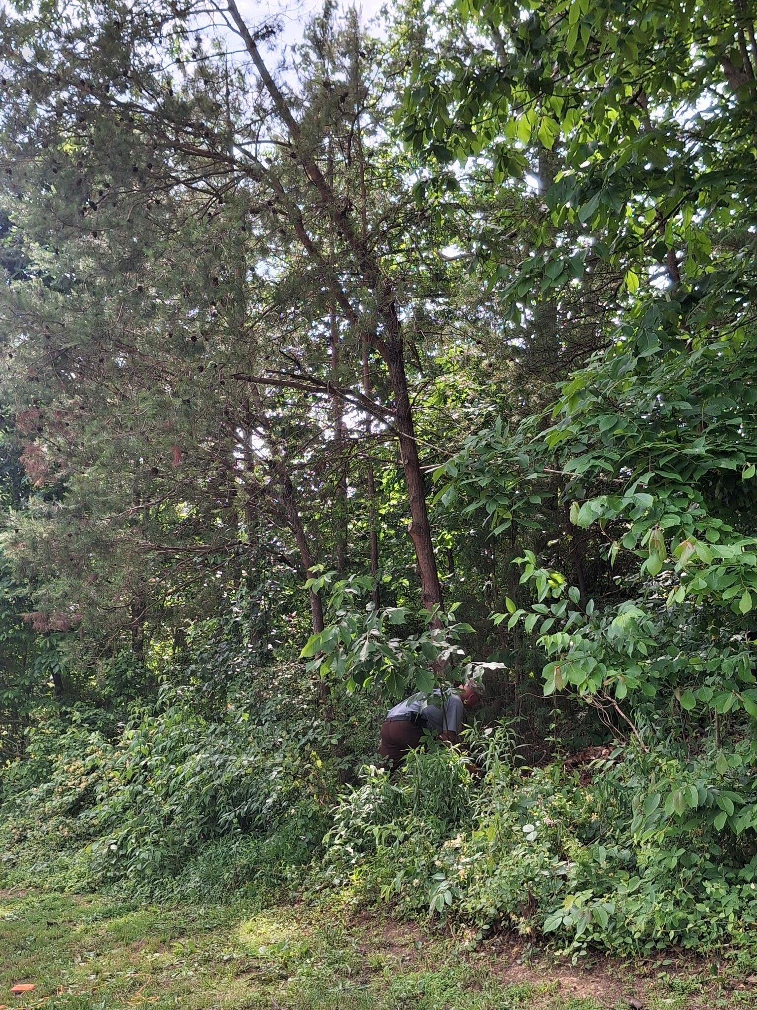Green foliage surrounds a large tree with a brown trunk, partially obscuring a mailbox.