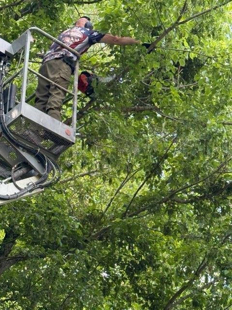Man in a lift platform trimming a tree with a chainsaw on a sunny day.