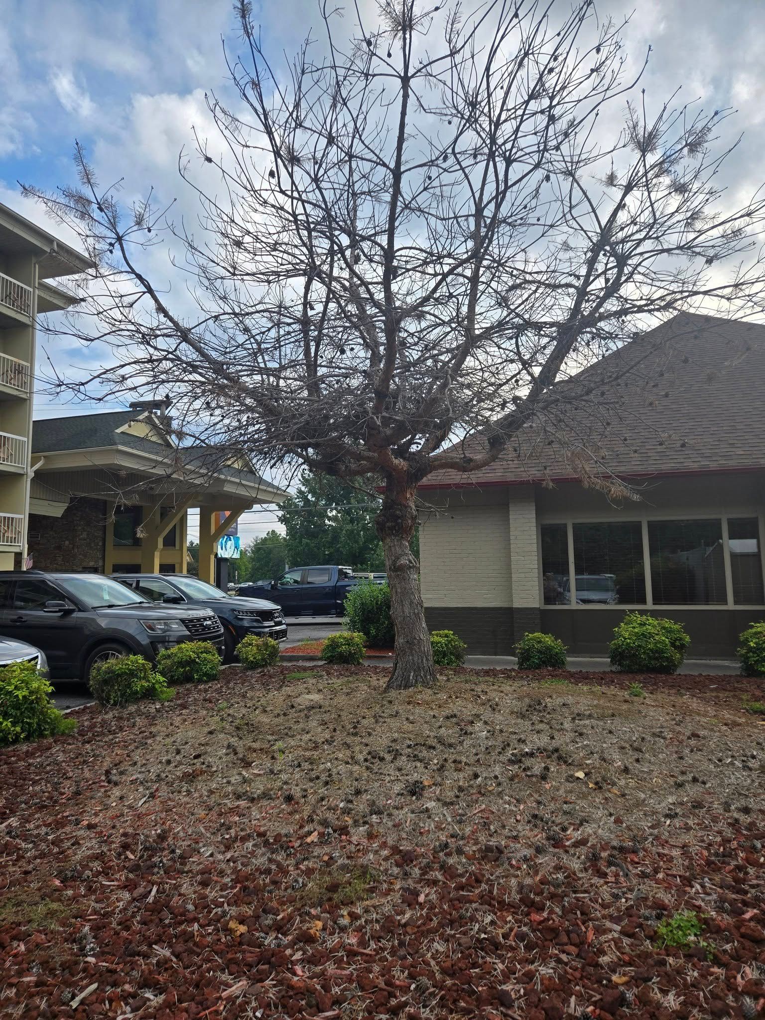 Tree with brown bark and bare branches in front of a building and parked cars.