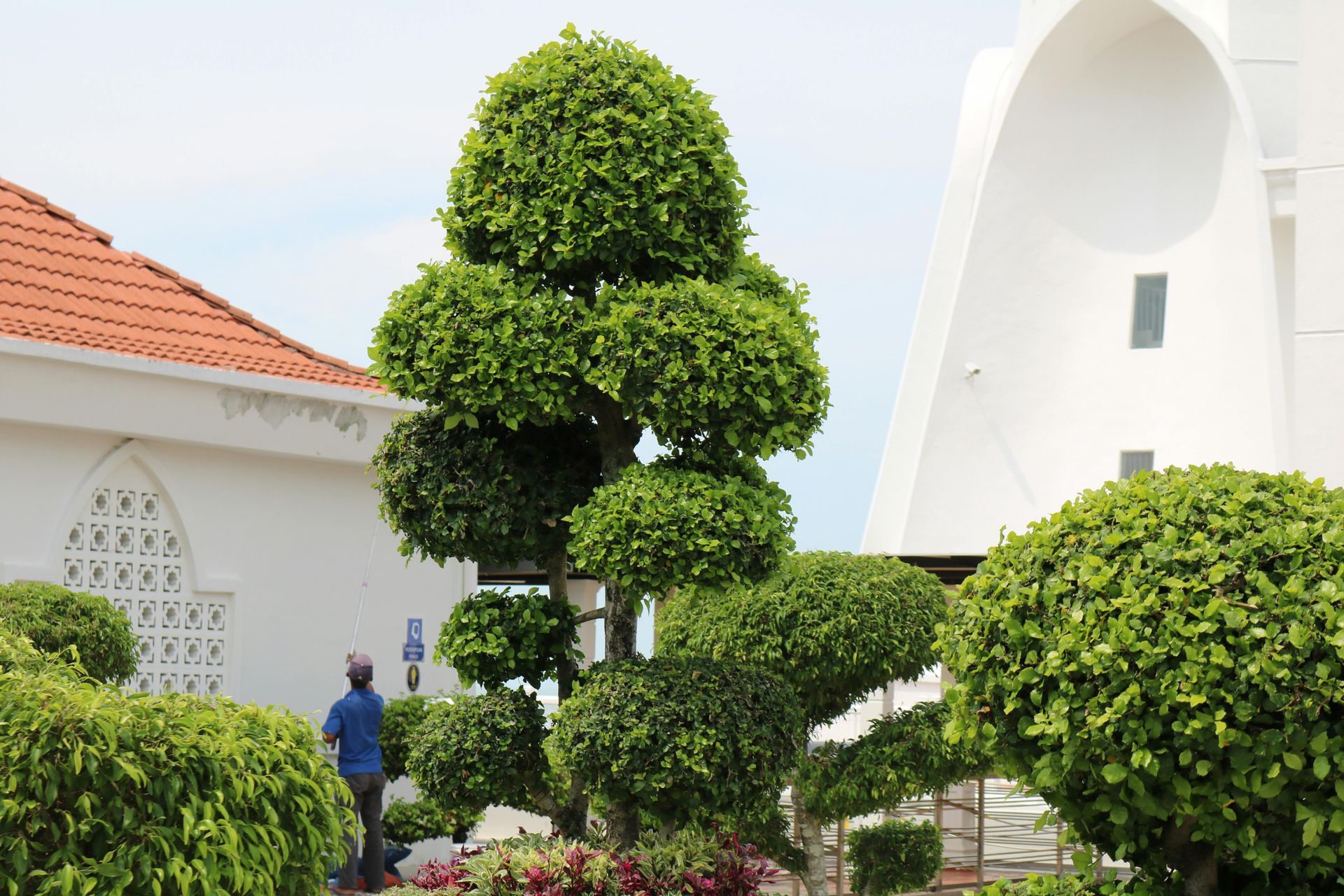 Man trimming a tiered, topiary-style tree, next to a white building with a red-tiled roof.