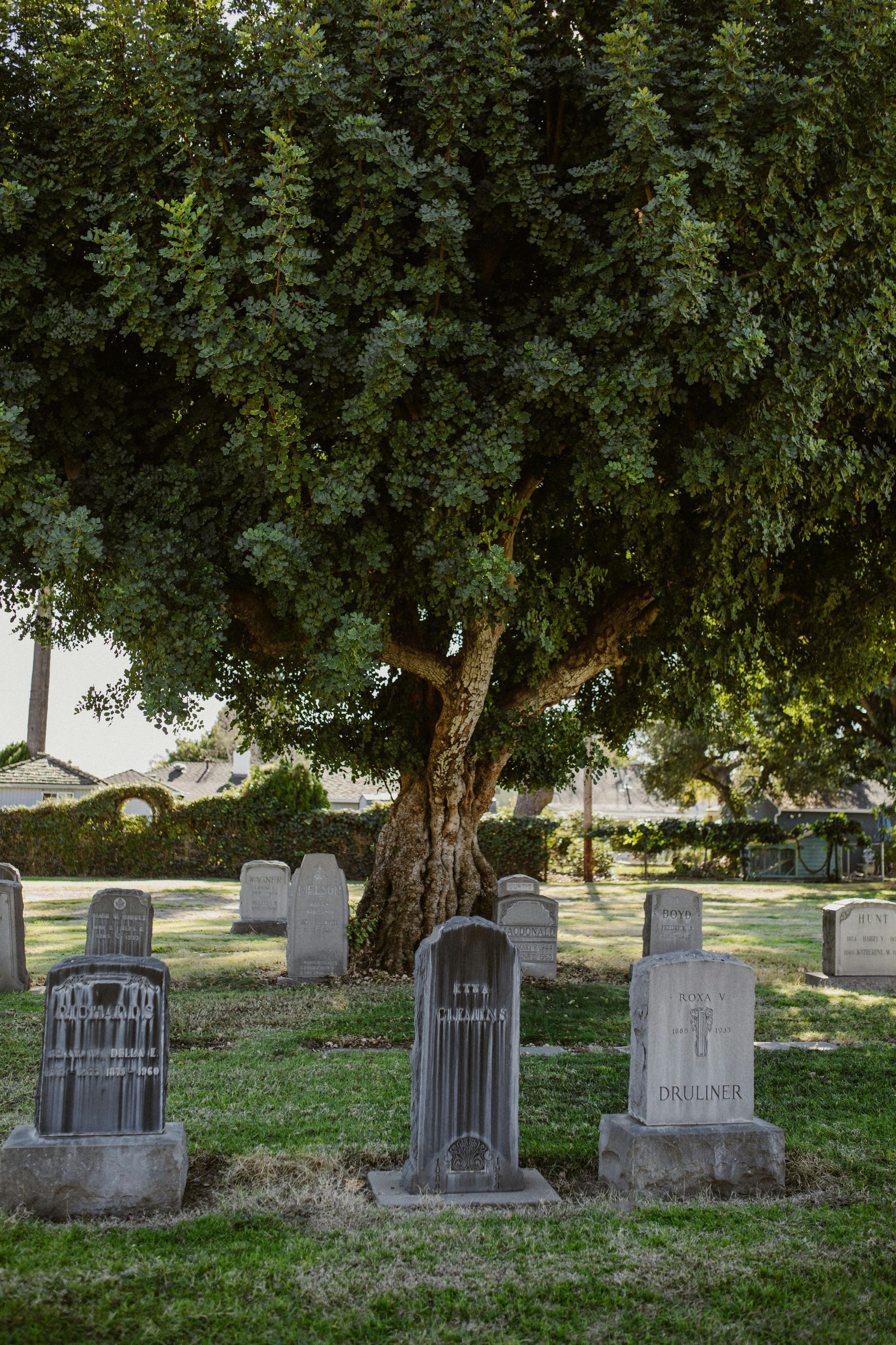 Cemetery scene with aged tombstones, lush green grass, and a large tree in the background.