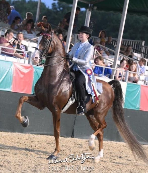 photo of girl riding American Saddlebred horse in competition in Lexington, KY