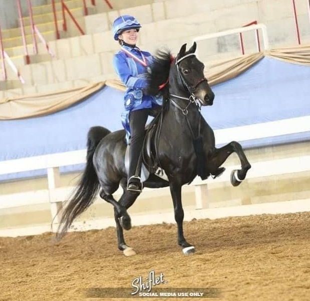 Photo of girl wearing silks riding Hackney roadster pony in competition