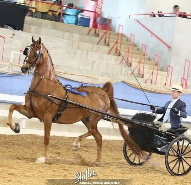 Photo of man dressed in coat, tie and hat driving American Saddlebred horse in a horse show competition 