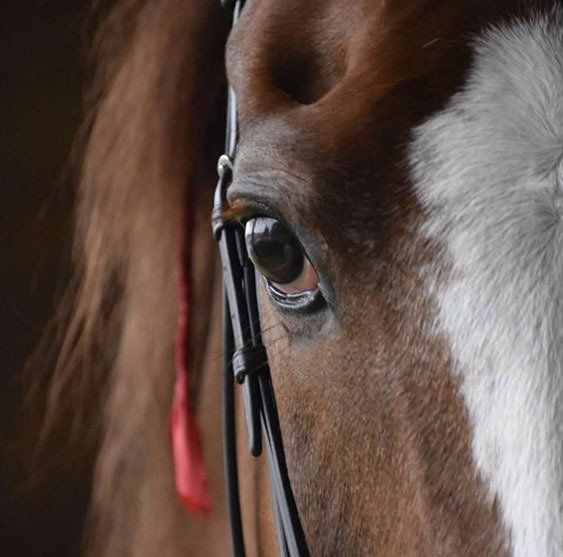 close-up photo of American Saddlebred horse and its eye