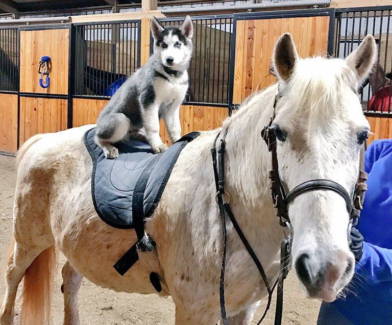 photo of small dog sitting on back of while lesson pony named 
