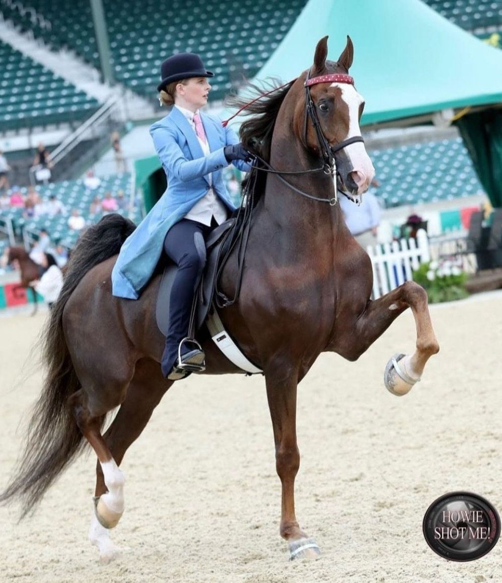 photo of girl riding American Saddlebred horse at Lexington Jr. League horse show