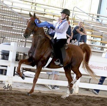photo of rider at horse show on American Saddlebred horse named 