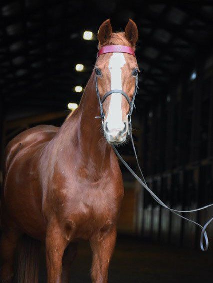 photo of American Saddlebred horse named 