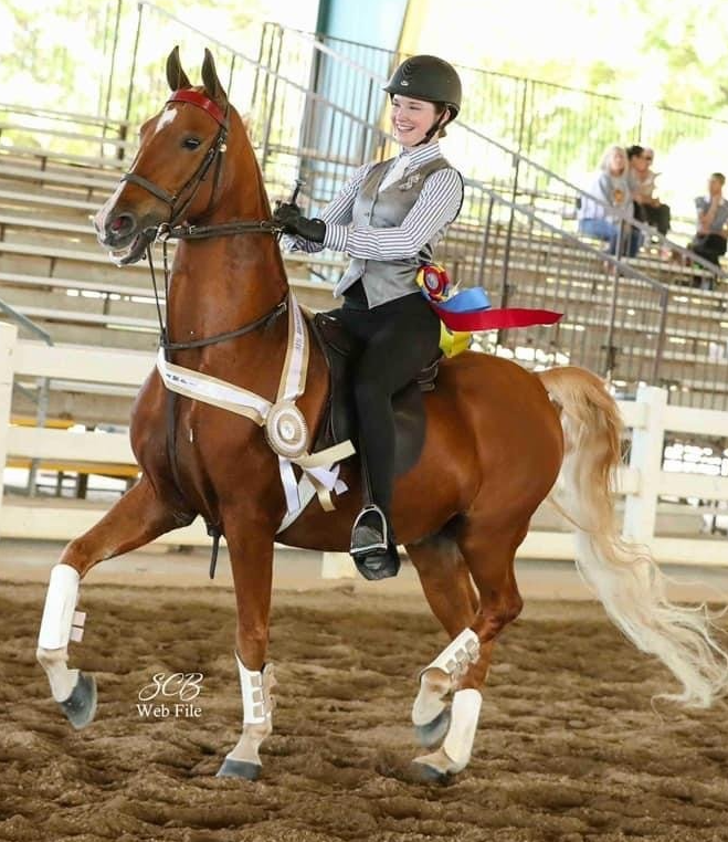 photo of Lenux Stables academy rider making Championship victory pass on American Saddlebred horse