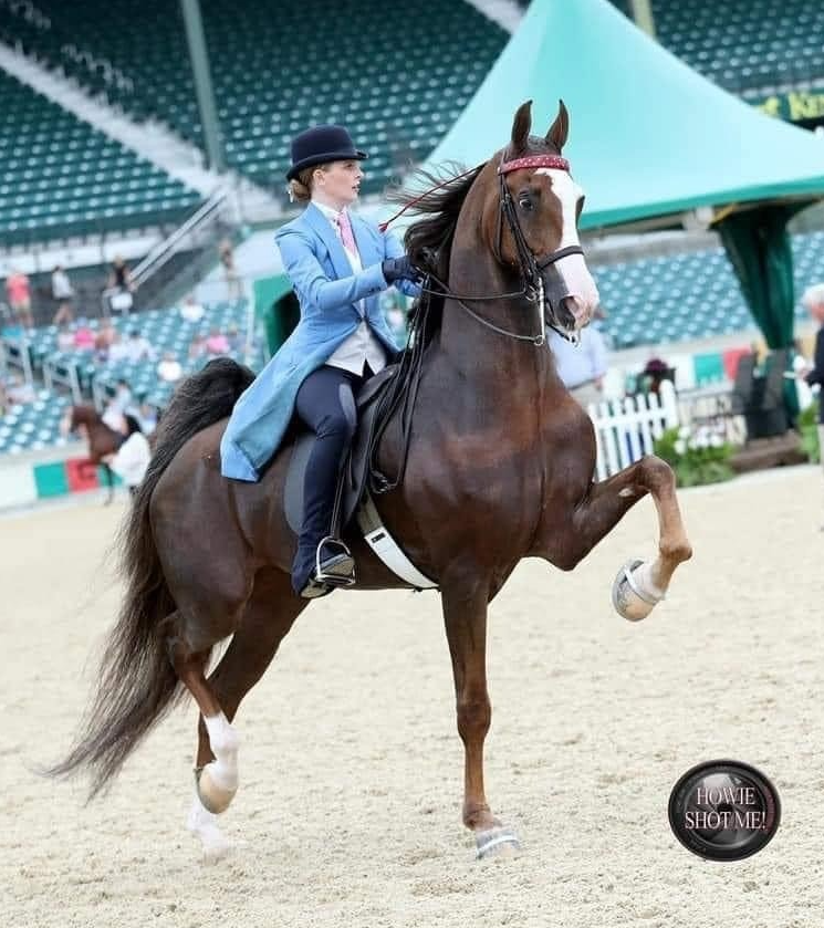 photo of Lenux Stables performance rider showing American Saddlebred horse at 2021 Lexington Jr. League Horse Show