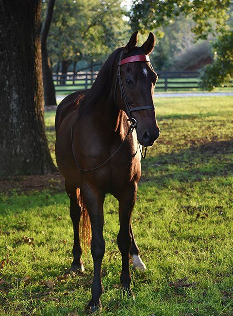 photo of roadster horse named 
