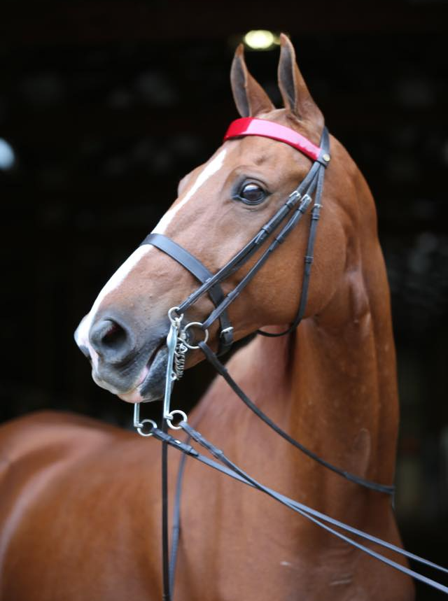 head shot photo of American Saddlebred horse wearing double bridle