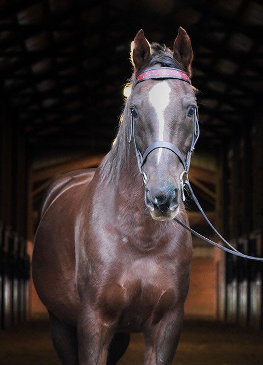 photo of liver chestnut American Saddlebred horse named 